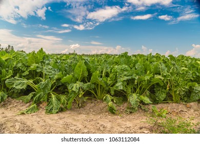 Sugar Beet Field