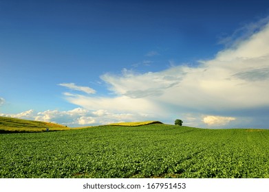 Sugar Beet Field