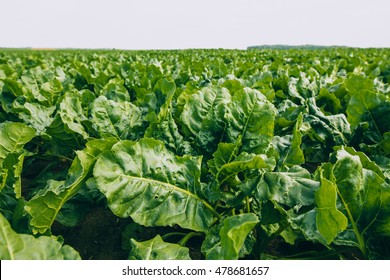 Sugar Beet Field