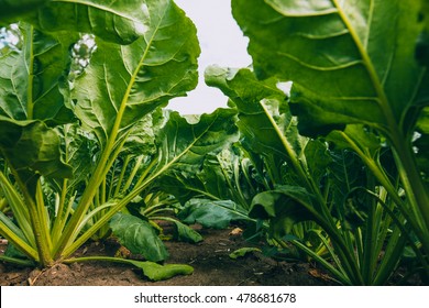 Sugar Beet Field