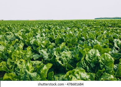 Sugar Beet Field