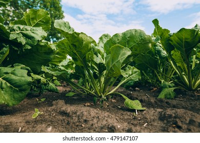 Sugar Beet Field