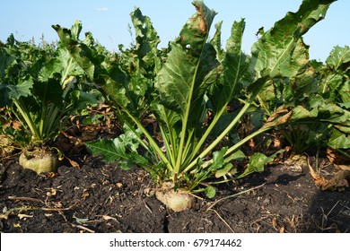 Sugar Beet Field