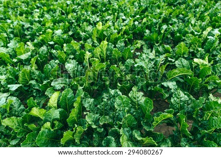 Sugar beet field