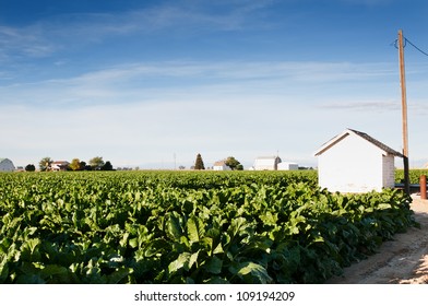 Sugar Beet Field In Central Colorado, USA With A White Pump House Covering The Irrigation Well And Pump.