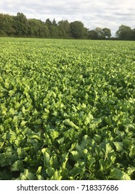 Sugar Beet Field In Norfolk, England, UK