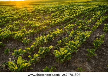 Sugar beet field at sunset with rows of green plants in farmland landscape
