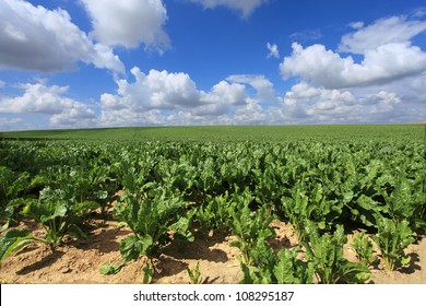 6,162 Sugar beet field Images, Stock Photos & Vectors | Shutterstock