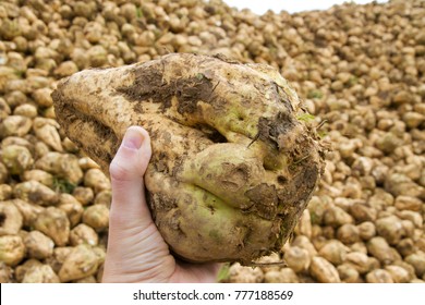 Sugar Beet In A Hand Of A Farmer