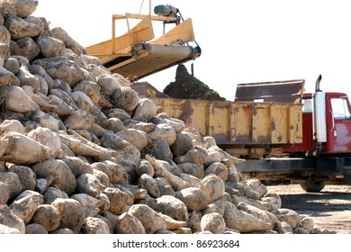 Sugar Beet Harvest And Equipment