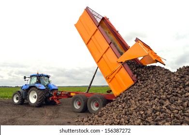 A Sugar Beet Harvest In Progress - Tractor And Trailer Unload Sugar Beets