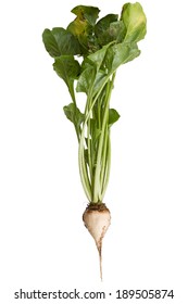 Sugar Beet  Isolated On White Background