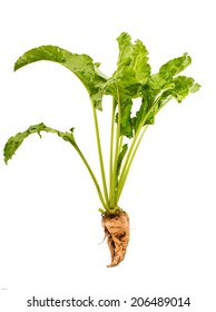 Sugar Beet Isolated On White Background