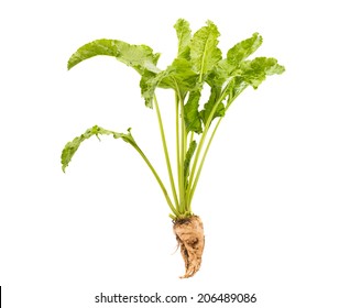 Sugar Beet Isolated On White Background