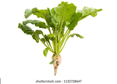 Sugar Beet With Leaves Isolated On White Background