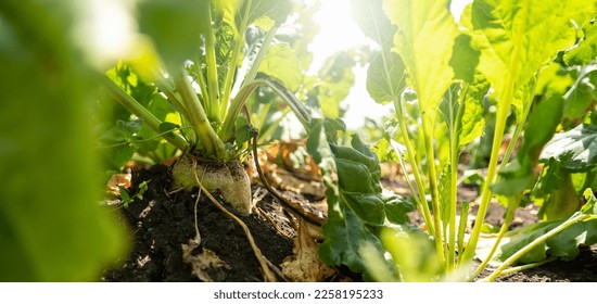 Sugar beet on a field close up - Powered by Shutterstock