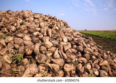 Sugar Beet Pile At The Field After Harvest