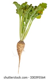 Sugar Beet Plant  Isolated On White Background