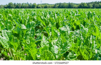 Sugar Beet Pulled Out Of The Ground On A Sugar Cane Field