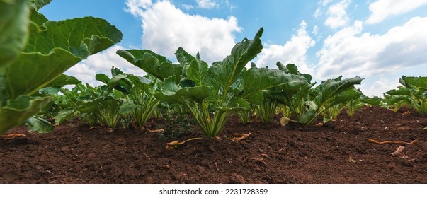 Sugar beet root crop in the ground, low angle view
