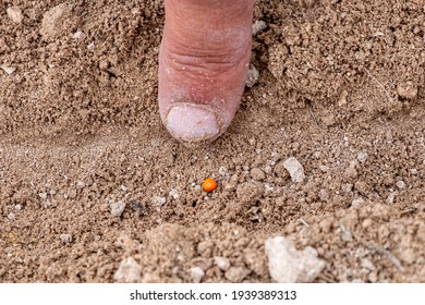 Sugar Beet Seeds Close Up At Field