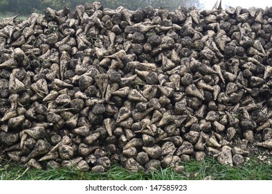 sugar beets