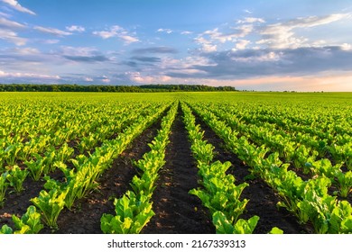 Sugar beets grow in rows on plantations