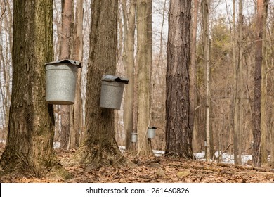 The Sugar Bush. Pails Hang From Maple Trees Collecting Sap To Produce Maple Syrup.