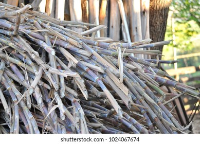 the sugar cane