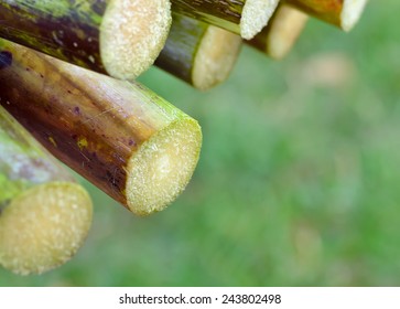 Sugar Cane