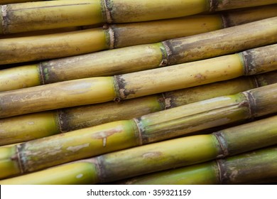 Sugar Cane