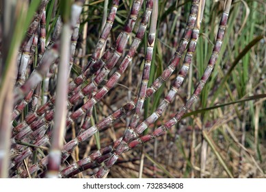 sugar cane 
