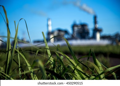 Sugar Cane Factory