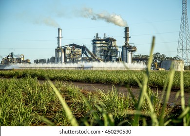 Sugar Cane Factory