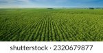 Sugar Cane farm. Sugar cane fields view from the sky. Drone photo of cane sugar. Sugarcane field in blue sky and white cloud. Aerial view or top view of Sugarcane or agriculture.