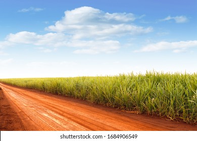 Sugar Cane Farm Landscape And Rural Road