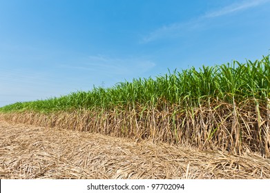 Sugar Cane Field In Blue Sky