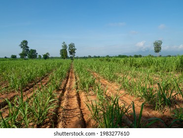 Sugar Cane Field In Blue Sly Day