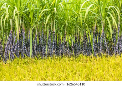 さとうきび畑 の写真素材 画像 写真 Shutterstock