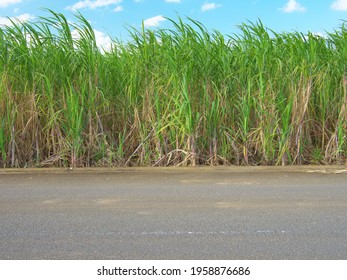 沖縄 サトウキビ の写真素材 画像 写真 Shutterstock