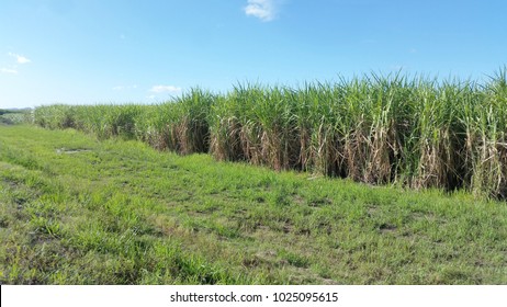 Sugar Cane Field In Queensland, Australia