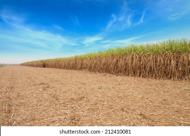 Sugar Cane Field With Sky.