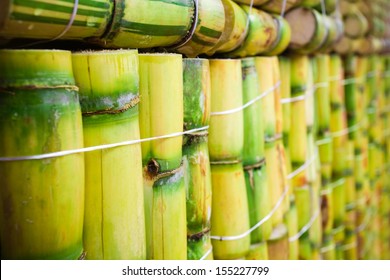 Sugar Cane Field Sugarcan Background Harvest Green Texture Farming Ecuador Raw Sugar Cane Background Sugar Cane Field Sugarcan Background Harvest Green Texture Farming Ecuador Farmer Cut Plant Sugarca