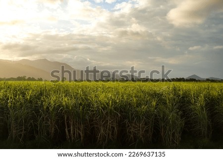 Sugar cane fields at golden hour, with the sun setting over hills in the distance (as seen from the Kuranda Scenic Railway steam train) — Cairns, Far North Queensland, Australia