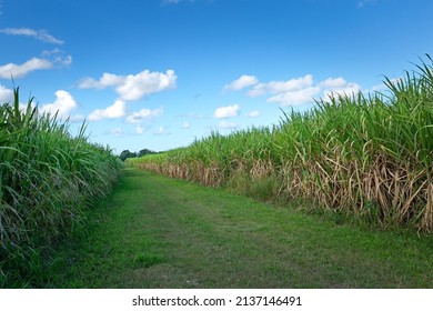 Sugar cane fields plantation at caribbean countryside, agriculture concept, sugarcane leaves closeup in sunshine