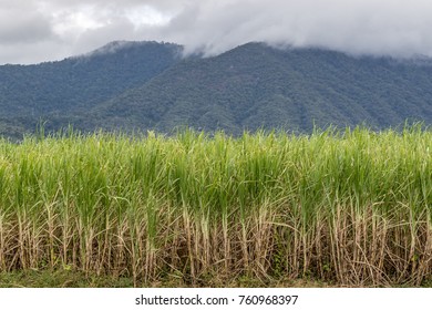 Sugar Cane Fields In Queensland Australia