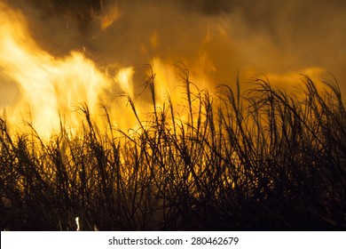 Sugar Cane Fire In Brazil