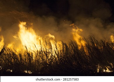 Sugar Cane Fire In Brazil