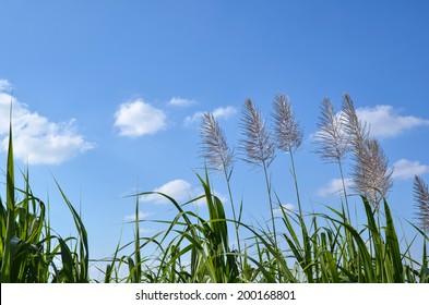 沖縄 サトウキビ の写真素材 画像 写真 Shutterstock