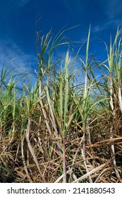 Sugar Cane, Grassy Of The Genus Saccharum, Used On A Large Scale In Tropical Countries For The Production Of Sugar And Ethanol, In CordeiropolisS, SP, Brazil 